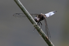David Plant Photography - Wildlife Photography - Scarce chaser - S